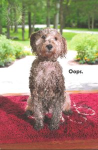 Dog on a urine drenched rug