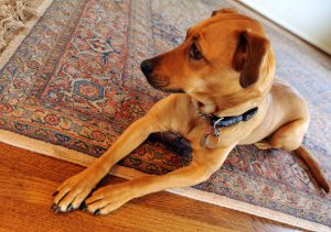 rug cleaning western north carolina